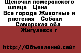 Щеночки померанского шпица › Цена ­ 25 000 - Все города Животные и растения » Собаки   . Самарская обл.,Жигулевск г.
